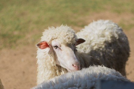 Sheep at farmの写真素材