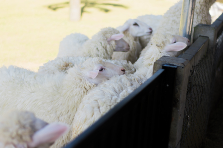 Sheep wait grass from people at zoos.の写真素材