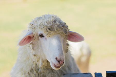 Sheep at farmの写真素材