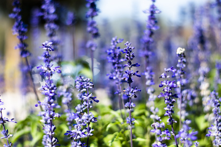 Lavandula on the morning at garden.の写真素材