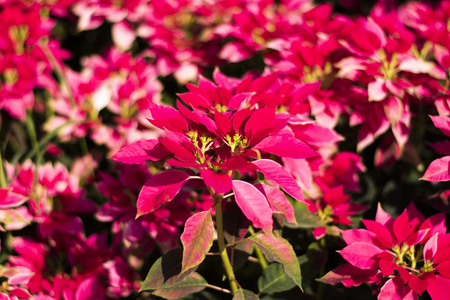Christmas star at garden.の写真素材