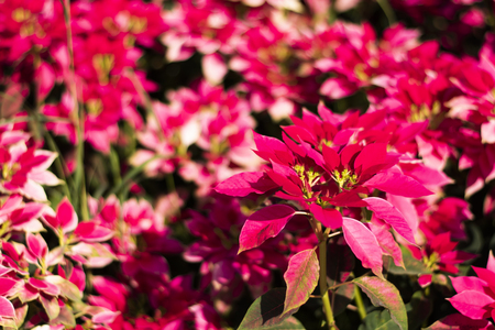 Christmas star at garden.の写真素材