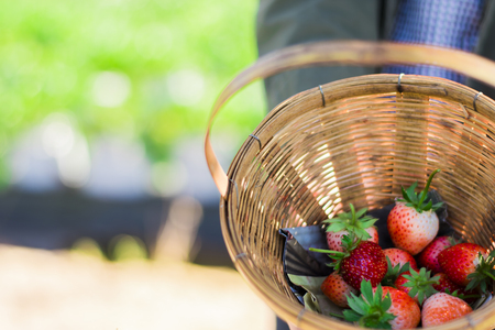 Fresh Strawberry in basketの写真素材