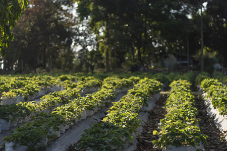 Strawberry farm on the morningの写真素材