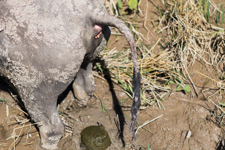 Buffalo is taking a shit at rice fieldの写真素材