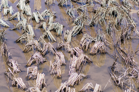rice stubble at rice fieldの写真素材