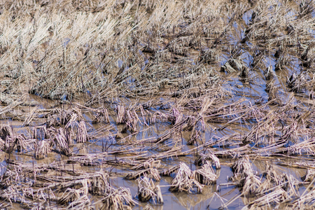 rice stubble at rice fieldの写真素材