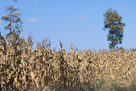 Corn field on the morning.の写真素材