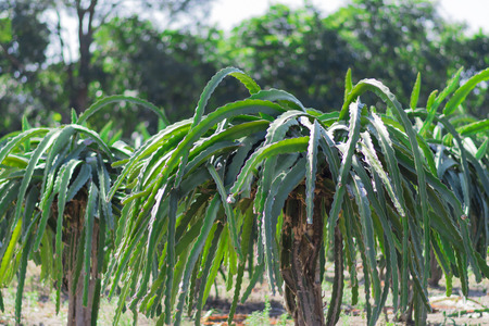Dragon fruit tree at farm