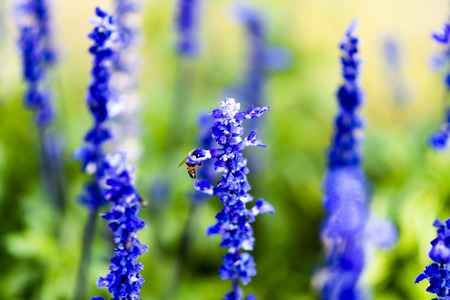 Lavandula on the morning at garden.の写真素材
