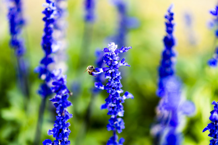 Lavandula on the morning at garden.の写真素材