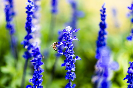 Lavandula on the morning at garden.の写真素材