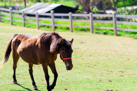 Horse walking in farmの写真素材
