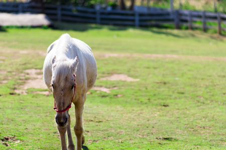 Horse walking in farmの写真素材