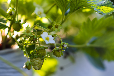 Young Fruit of strawberryの写真素材