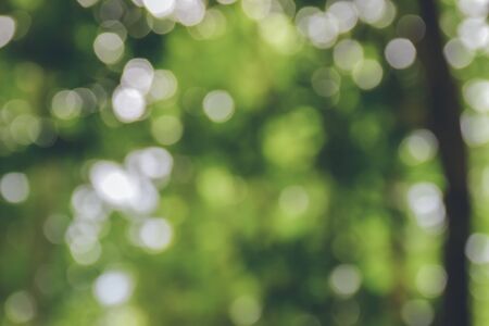 Green bokeh and tree bokeh backgroundの写真素材