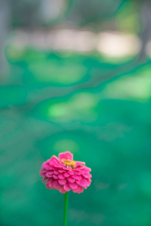 A beautiful carnation standing in the gardenの写真素材