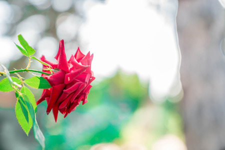 A beautiful rose petal standing in the gardenの写真素材