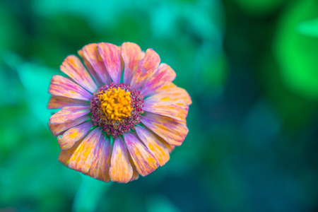 Many beautiful flowers and fruits standing in the garden