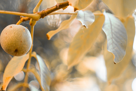 Many beautiful flowers and fruits standing in the gardenの写真素材