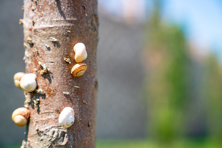 snail standing on treeの写真素材