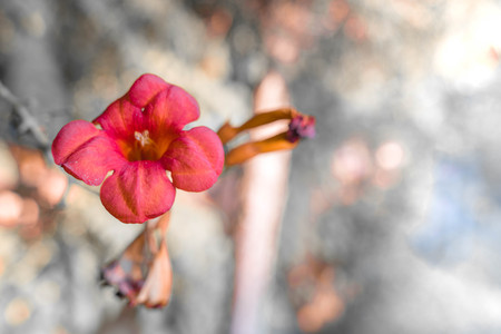 Many beautiful flowers and fruits standing in the gardenの写真素材