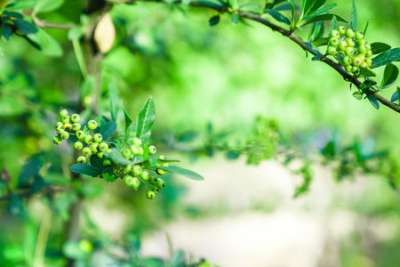 Many beautiful flowers and fruits standing in the gardenの写真素材