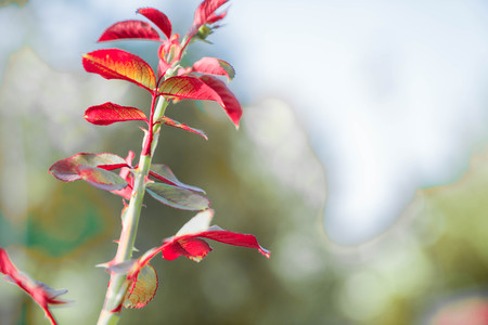 Many beautiful flowers and fruits standing in the gardenの写真素材