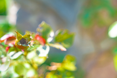 beautiful rose standing in the gardenの写真素材