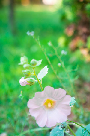 Many beautiful flowers and fruits standing in the gardenの写真素材