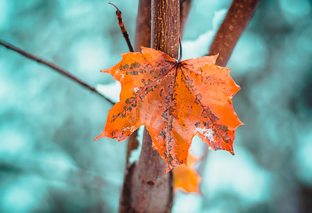 One maple leaf on a blue backgroundの写真素材