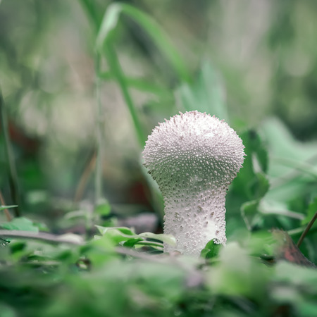 Edible immature Puffball Mushroom is growing in the forest among green grass.の写真素材