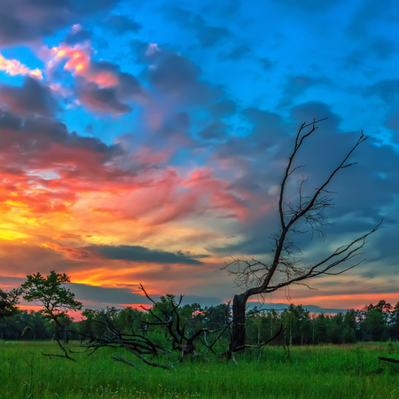 Evening landscape with a dry tree on a background of colorful sky at sunset.の写真素材