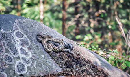 Three vipers entwined in a tangle and basking on stone under the sun in the forest.の写真素材