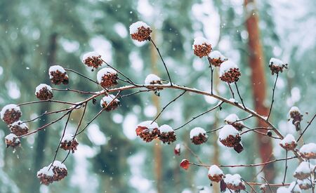 Covered with snow cones on a branch of a bush on a blurred background forest and falling snowflakes....