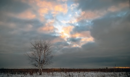 Lonely birch in a winter field under the break in the clouds with sunlight.の写真素材
