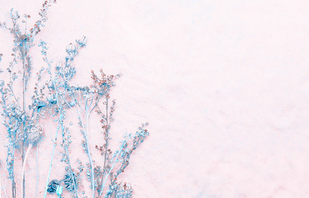 Greeting or invitation card for wedding - dried blue flowers on the light pink background. Space for copy, selective focus.の写真素材