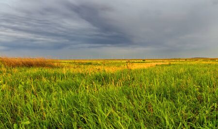 Summer field with yellow flowers under a gray dramatic sky before a thunderstorm.の写真素材