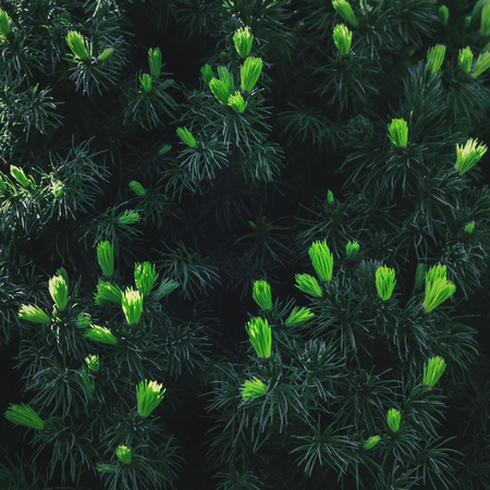 Branches and needles of yew spiky closeup - dark coniferous square background. Toned, selective focus.の写真素材