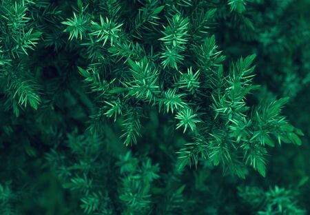 Branches and needles of juniper closeup - dark green coniferous background. Toned, selective focus, can be used for Christmas design.の写真素材