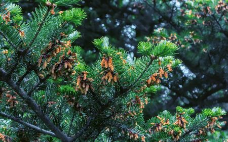 Branches of Korean fir with cones closeup on a blurred background. Selective focus, can be used as a...