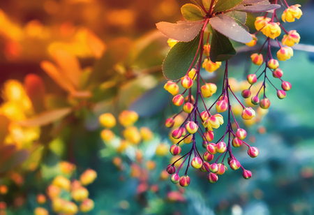 Yellow with red flowers of blossoming barberry closeup on a blurred background. Selective focus, toned.の写真素材