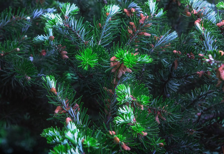 Branches of Korean fir with cones closeup - green coniferous background. Selective focus, can be...