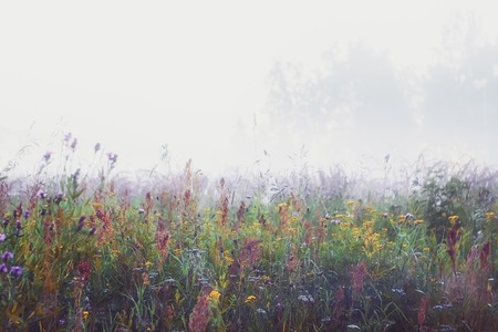 White morning mist over blooming wildflowers in a meadow. Vintage soft filter, selective focus.の写真素材