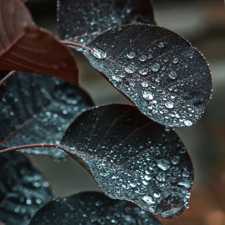 Dark leaves with fresh water drops closeup - square natural background. Selective focus, shallow depth of field.の写真素材