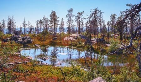Small swamp among the trees and rocks on top of Mount Vottovaara at sunny day. Nature reserve, Republic of Karelia - Russia.の写真素材