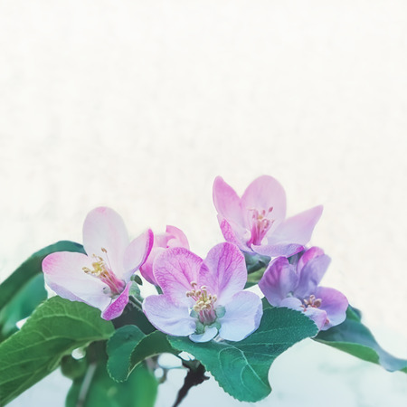 Blurred spring floral background - pink flowers of  tree closeup on white background with bokeh. Square backdrop with copy space, soft blur filter.の写真素材