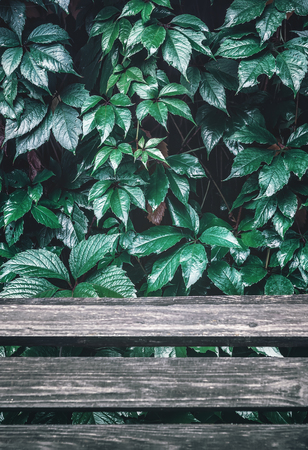 Natural background with wild grape  - wet ivy leaves with water drops over wooden planks. Selective focus, vintage filter.の写真素材