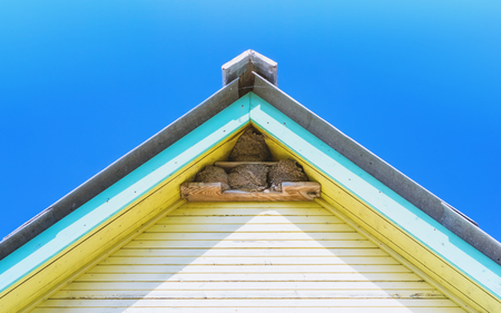 Bird's nests of swallows or house martins under the rooftop of a village house. The top fragment of a yellow wooden building under the blue sky on a sunny day. Space for copy, selective focus.の写真素材