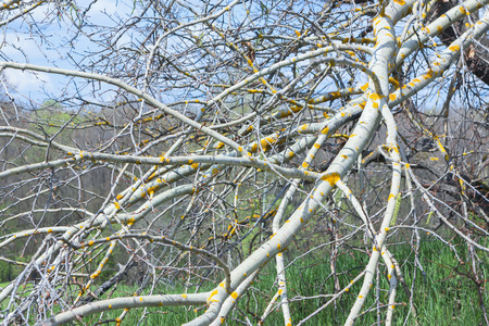 Yellow spots of lichen on the bare branches of a tree on a spring sunny day - natural blurred...